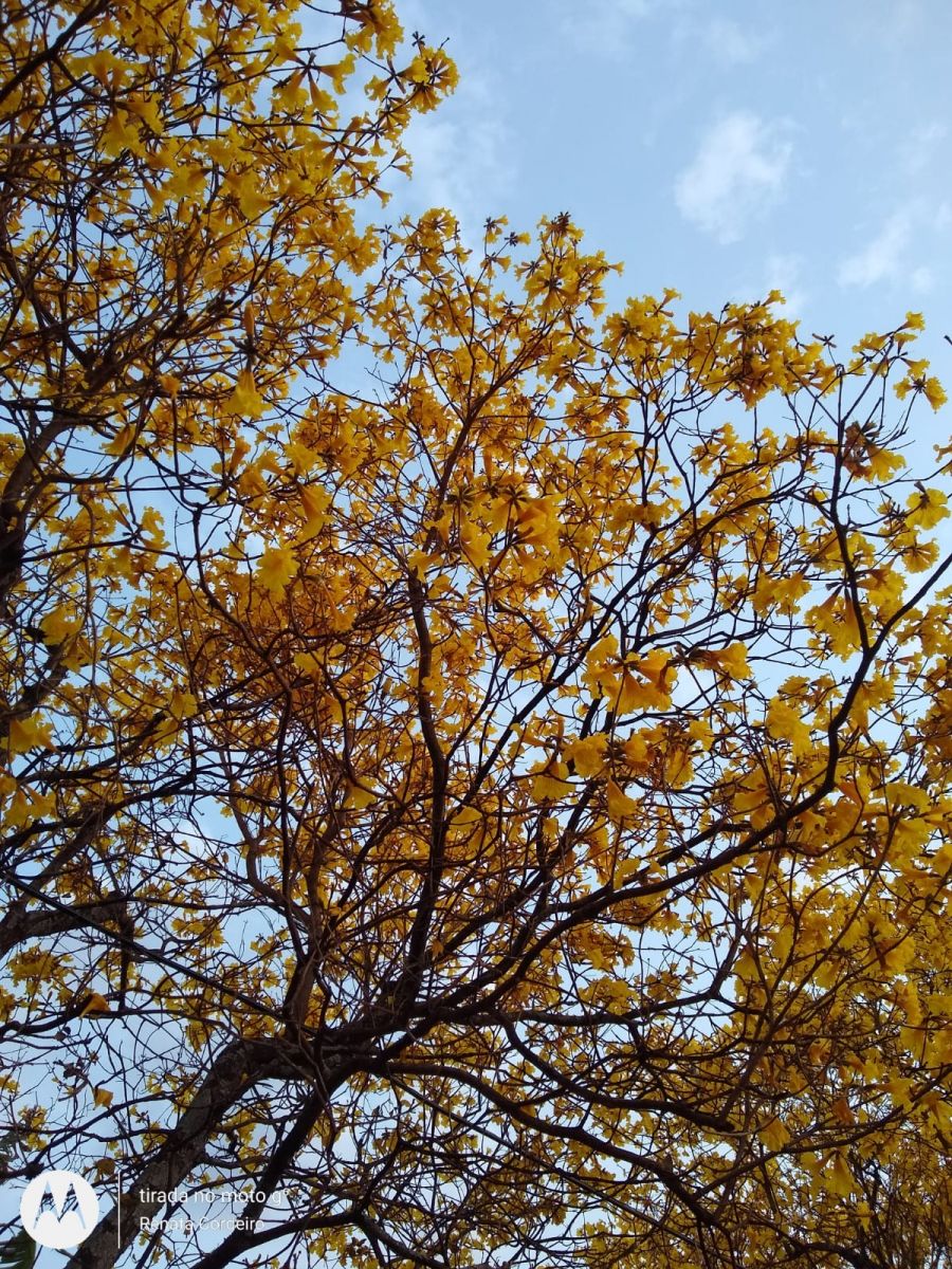 Imagem de ipês no Parque Gramado, em Araraquara
